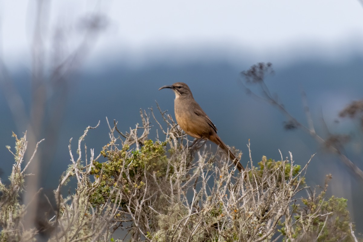 California Thrasher - ML626234614