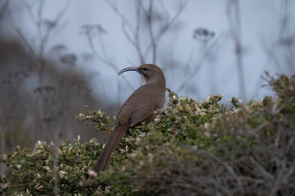 California Thrasher - ML626234615