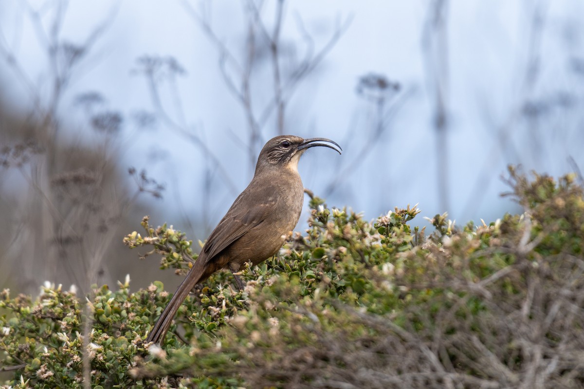 California Thrasher - ML626234616