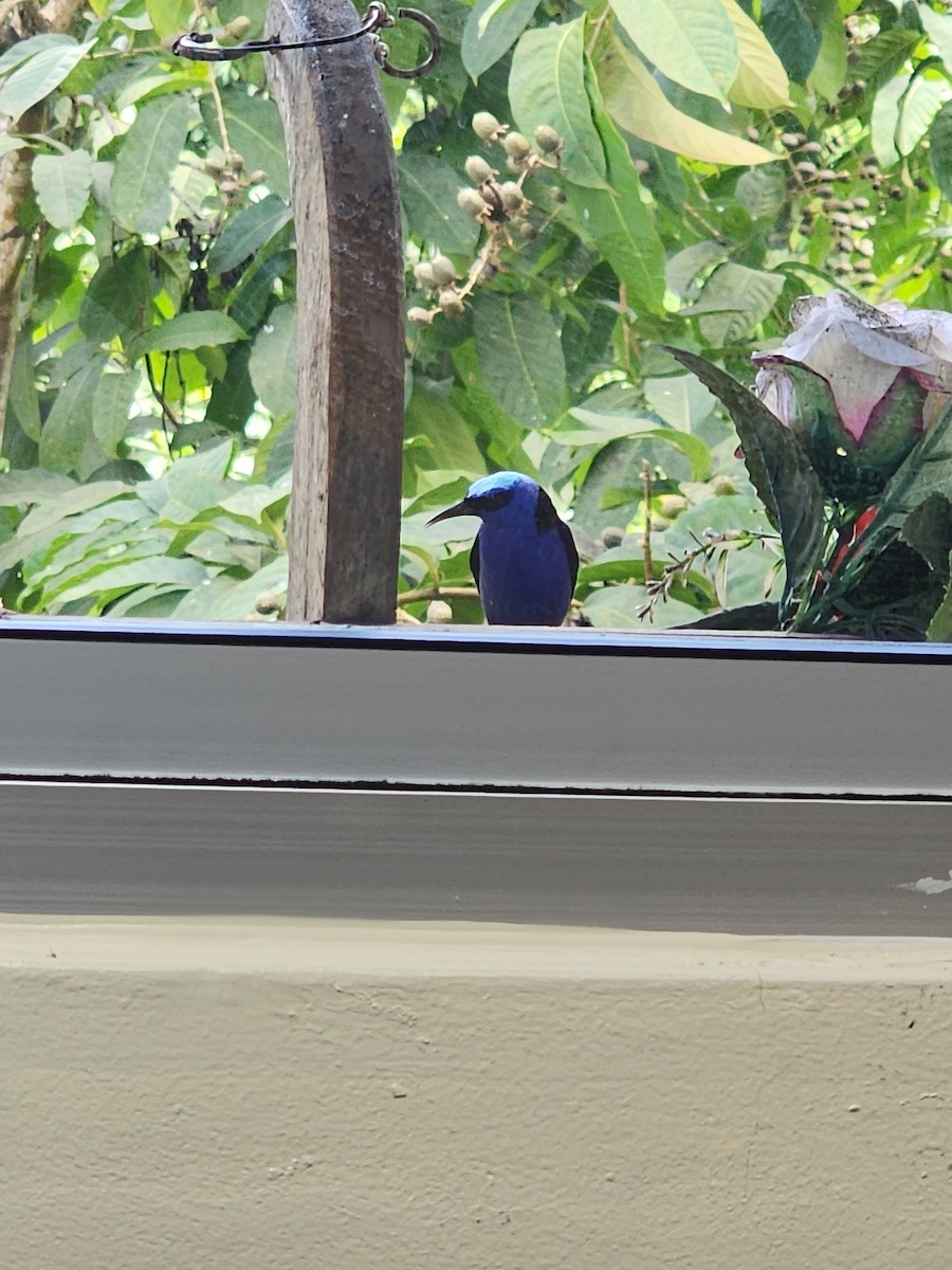 Red-legged Honeycreeper - ML626234651