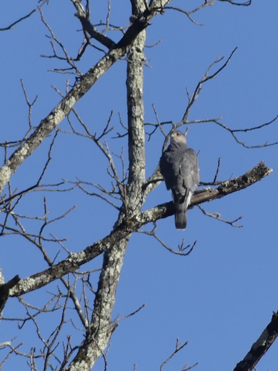 Cooper's Hawk - ML626234710