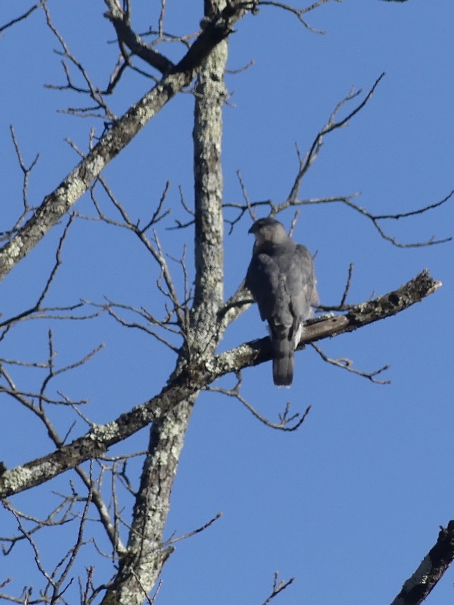 Cooper's Hawk - ML626234711
