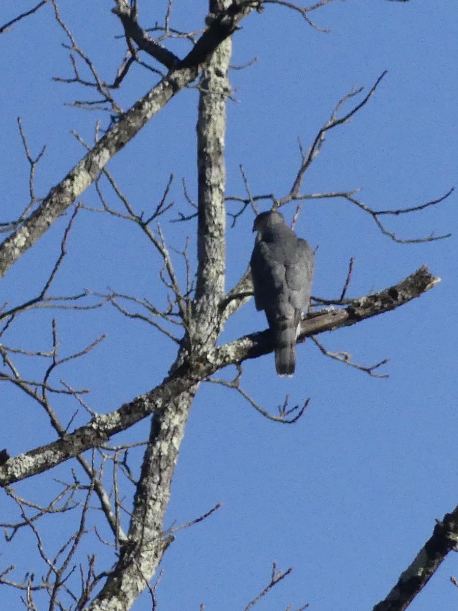 Cooper's Hawk - ML626234712