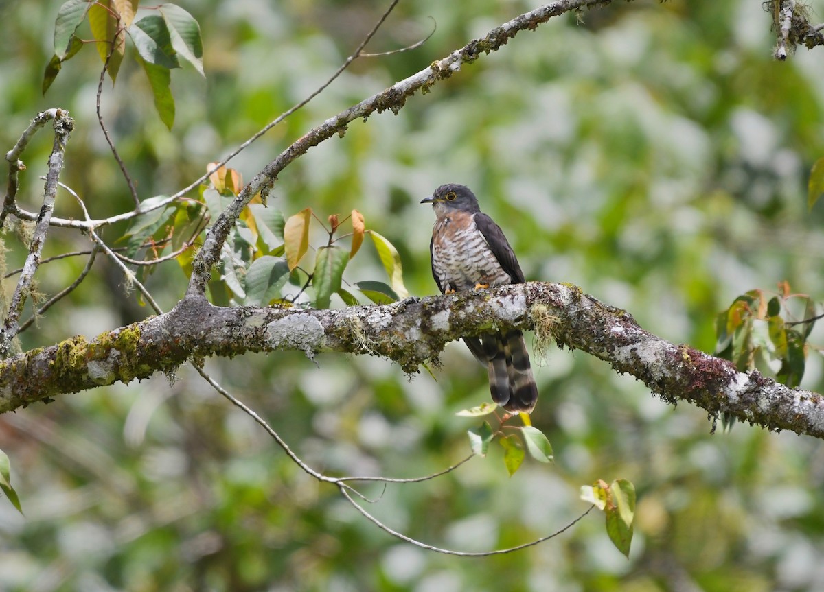 Dark Hawk-Cuckoo - ML626234730