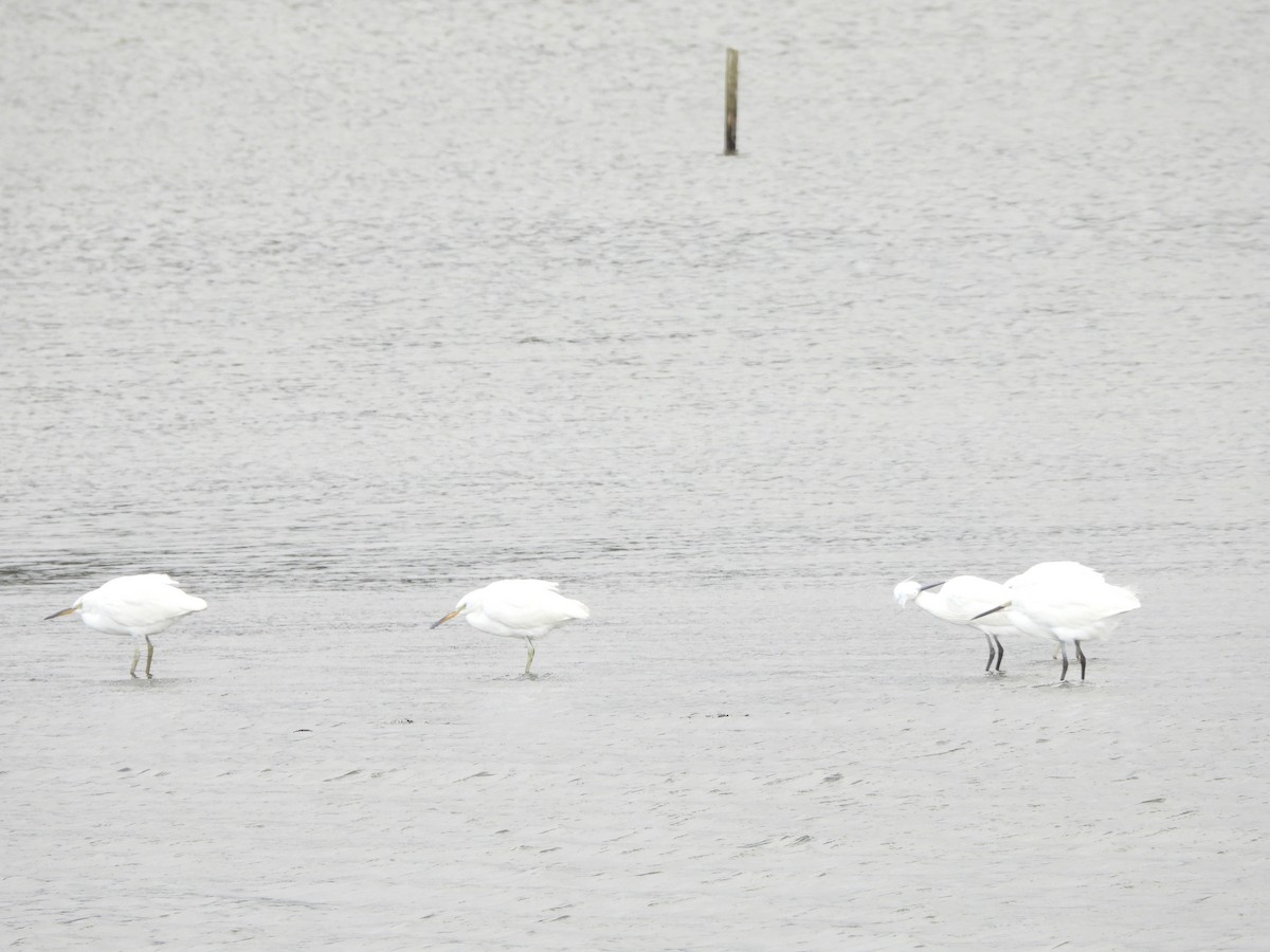 Chinese Egret - ML626234807