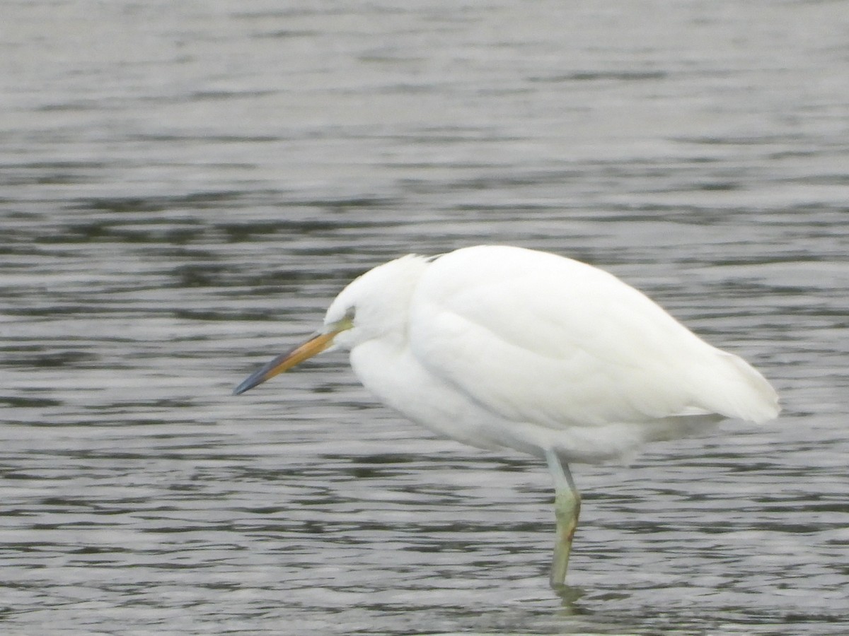 Chinese Egret - ML626234808