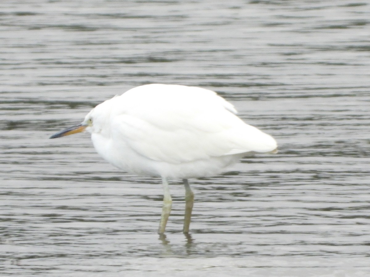 Chinese Egret - ML626234809