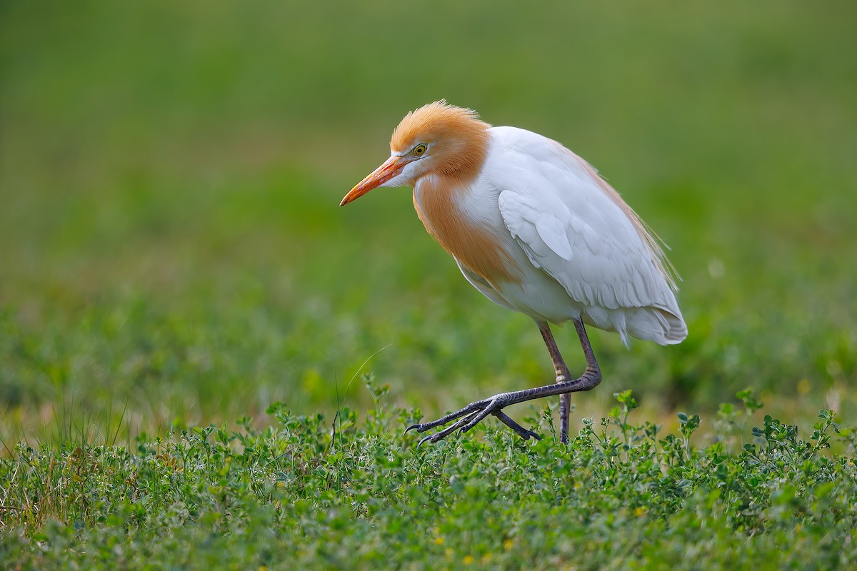 Eastern Cattle-Egret - Woochan Kwon
