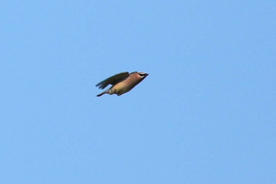 Cedar Waxwing - ML62623501