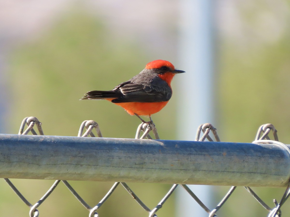 Vermilion Flycatcher - ML626235025