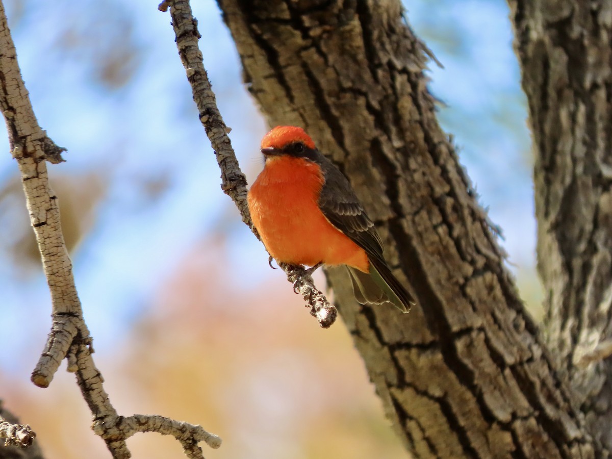 Vermilion Flycatcher - ML626235029