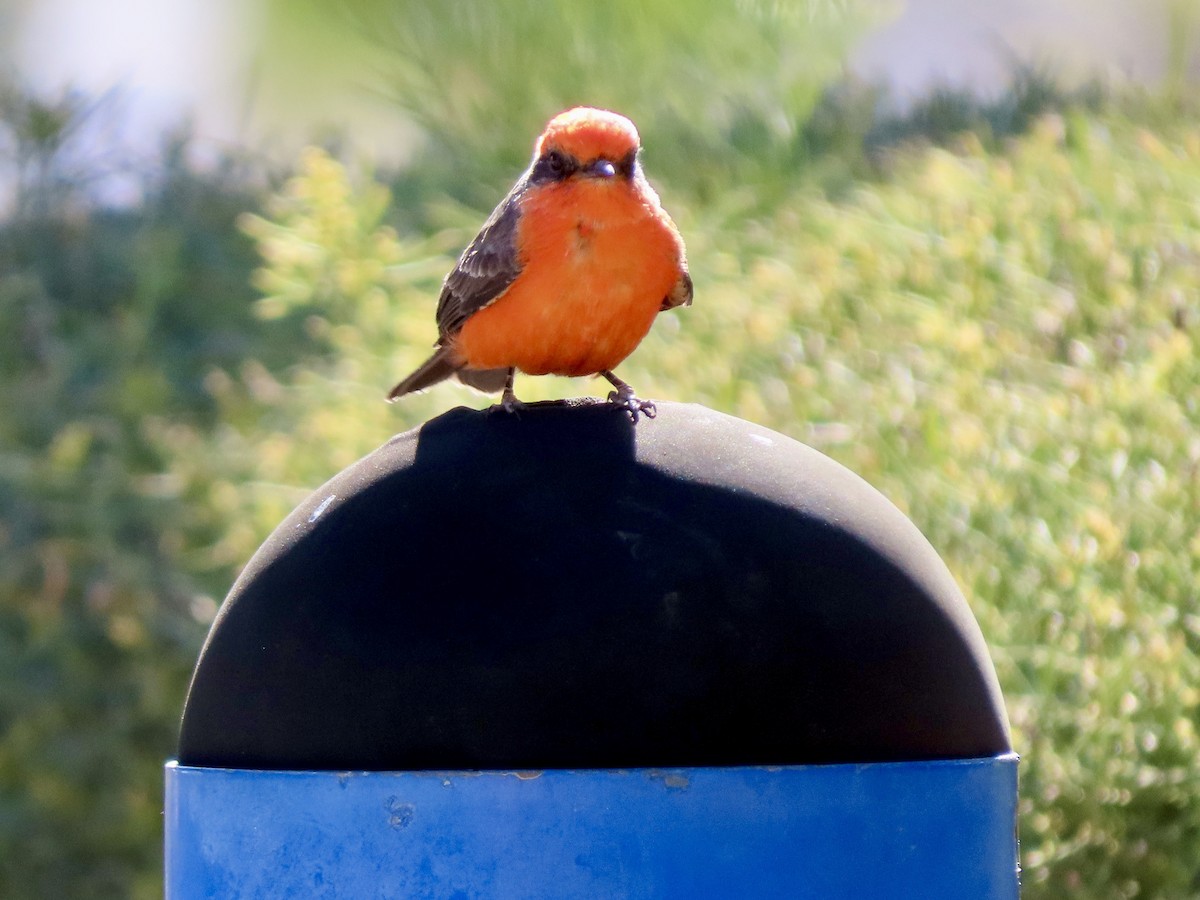 Vermilion Flycatcher - ML626235030