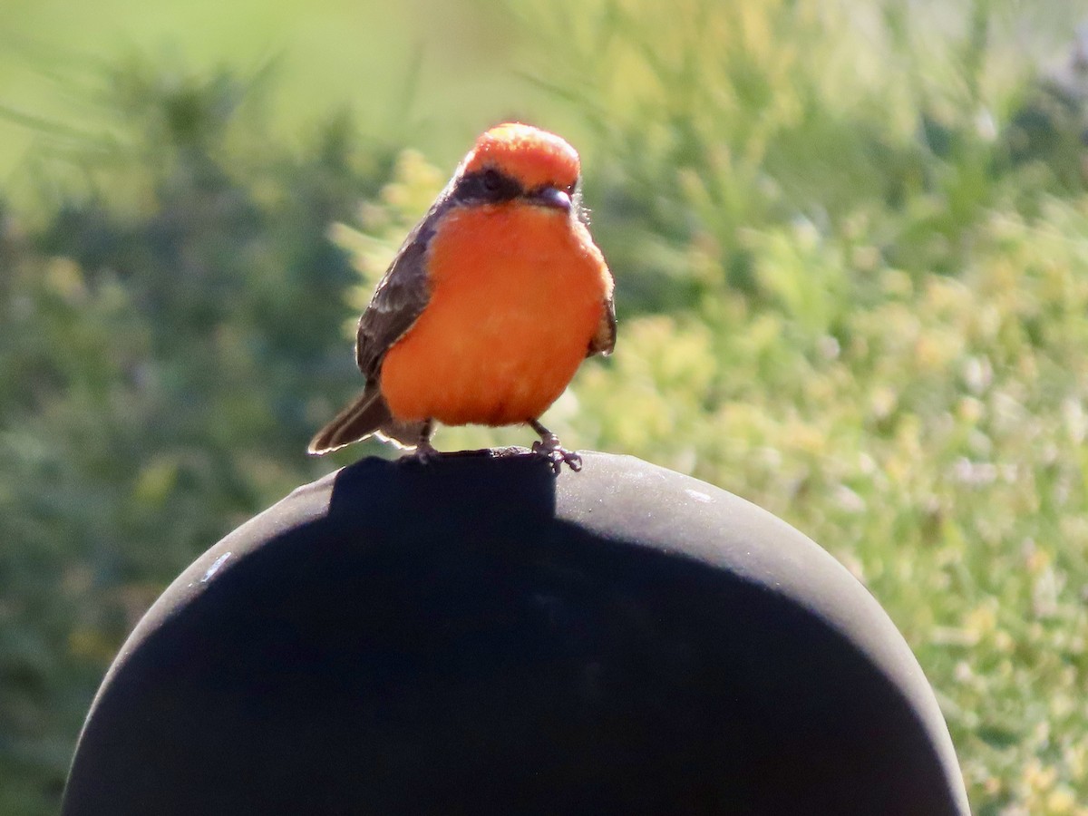 Vermilion Flycatcher - ML626235031