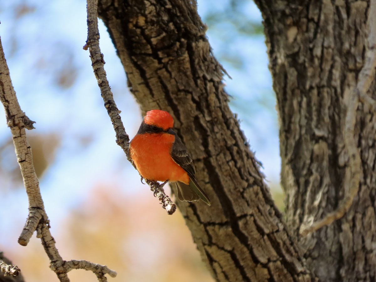 Vermilion Flycatcher - ML626235032