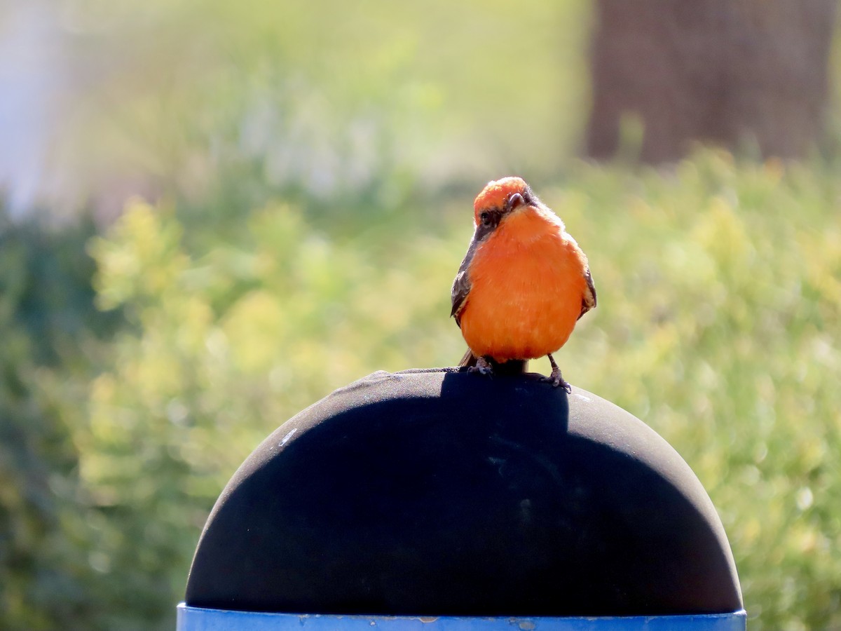 Vermilion Flycatcher - ML626235033