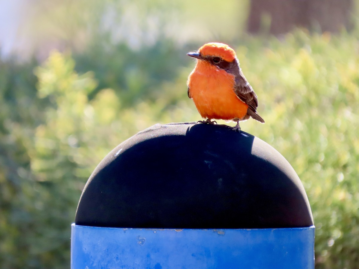 Vermilion Flycatcher - ML626235034