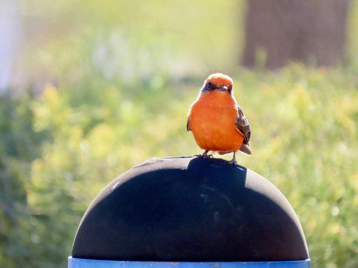 Vermilion Flycatcher - ML626235035