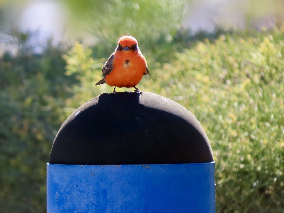 Vermilion Flycatcher - ML626235036