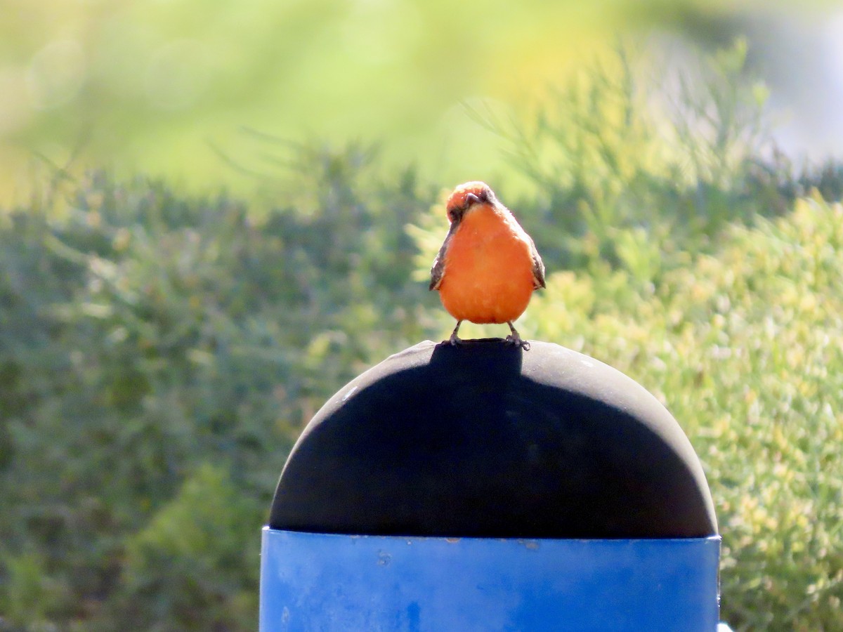 Vermilion Flycatcher - ML626235037