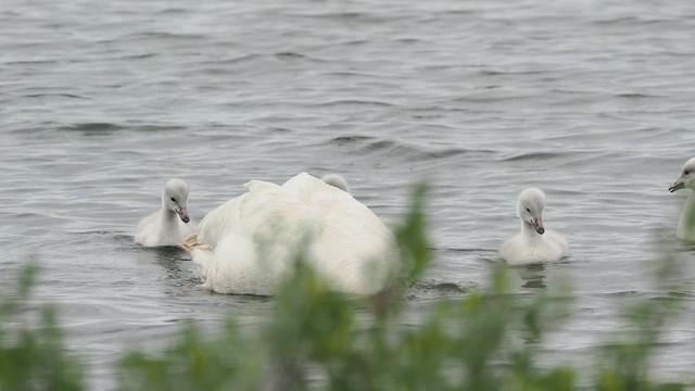 Whooper Swan - ML626235087