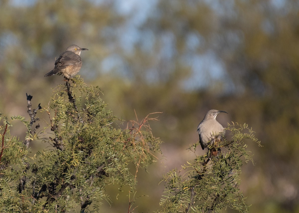 Curve-billed Thrasher - ML626235203