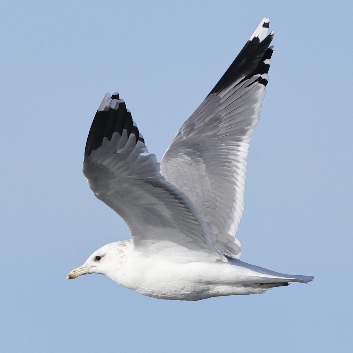 California Gull - ML626235295