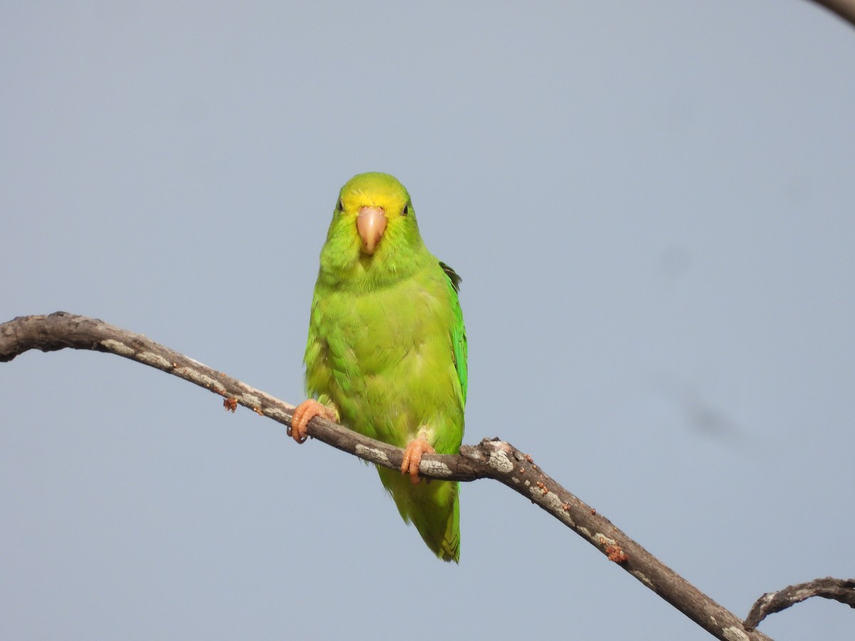 Turquoise-winged Parrotlet - ML626235322