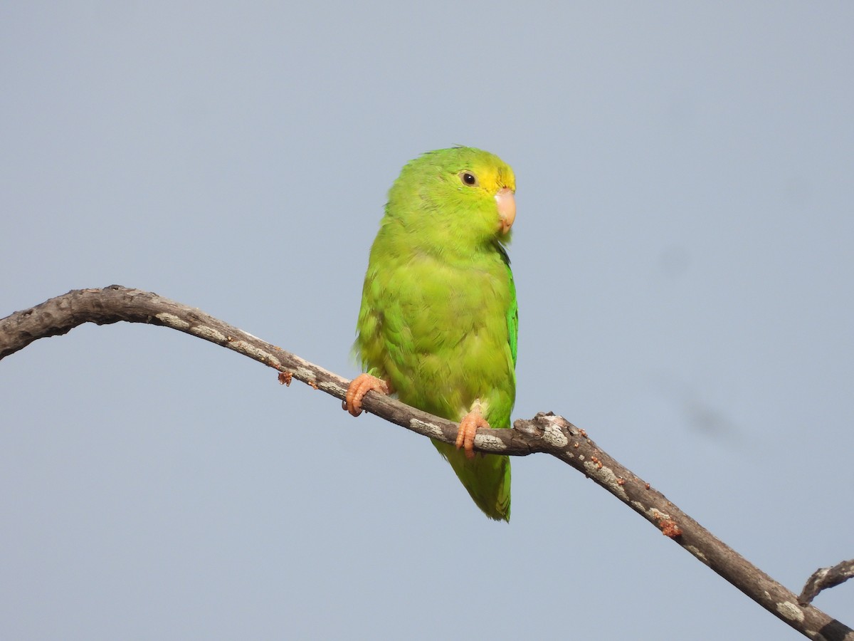 Turquoise-winged Parrotlet - ML626235323