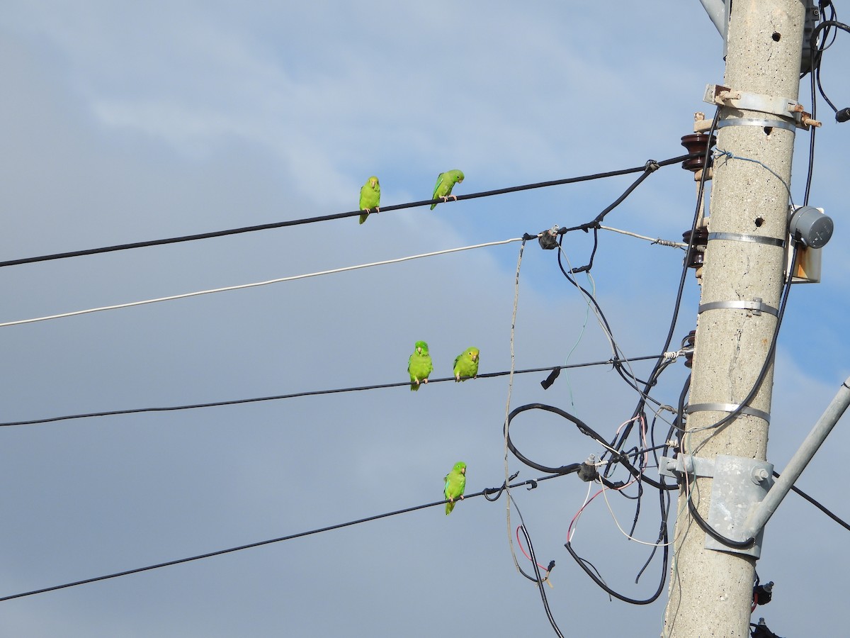 Turquoise-winged Parrotlet - ML626235349