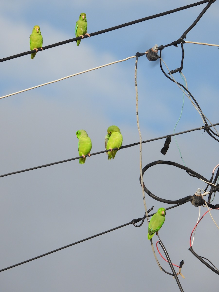 Turquoise-winged Parrotlet - ML626235361