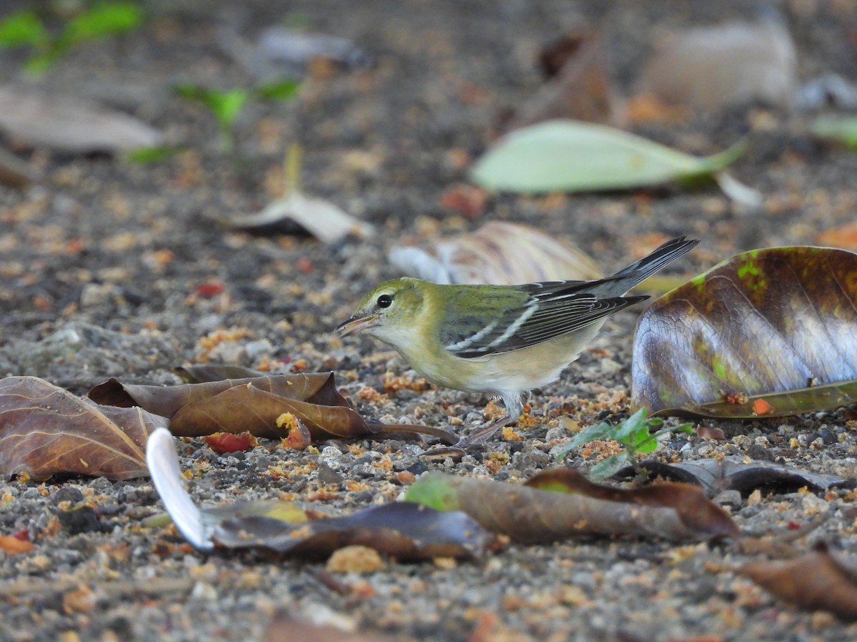 Bay-breasted Warbler - ML626235407