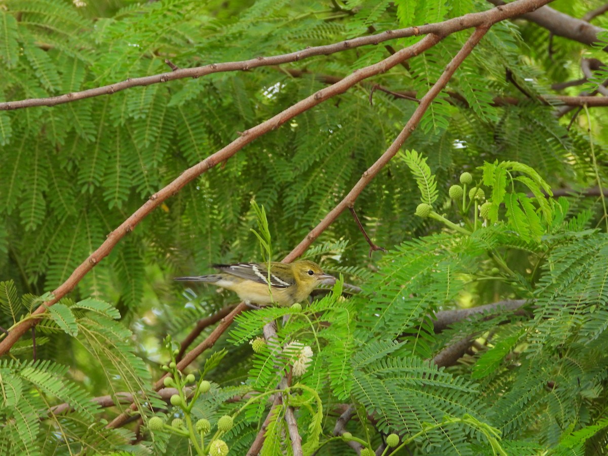 Bay-breasted Warbler - ML626235408