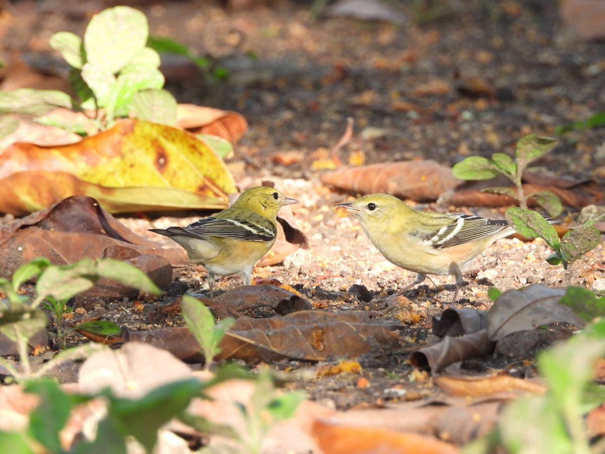Bay-breasted Warbler - ML626235415