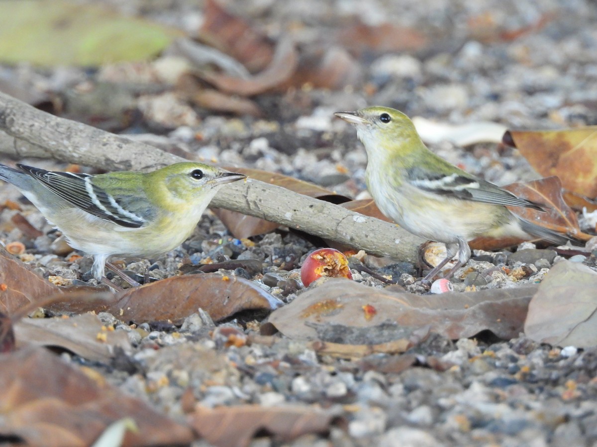 Bay-breasted Warbler - ML626235421