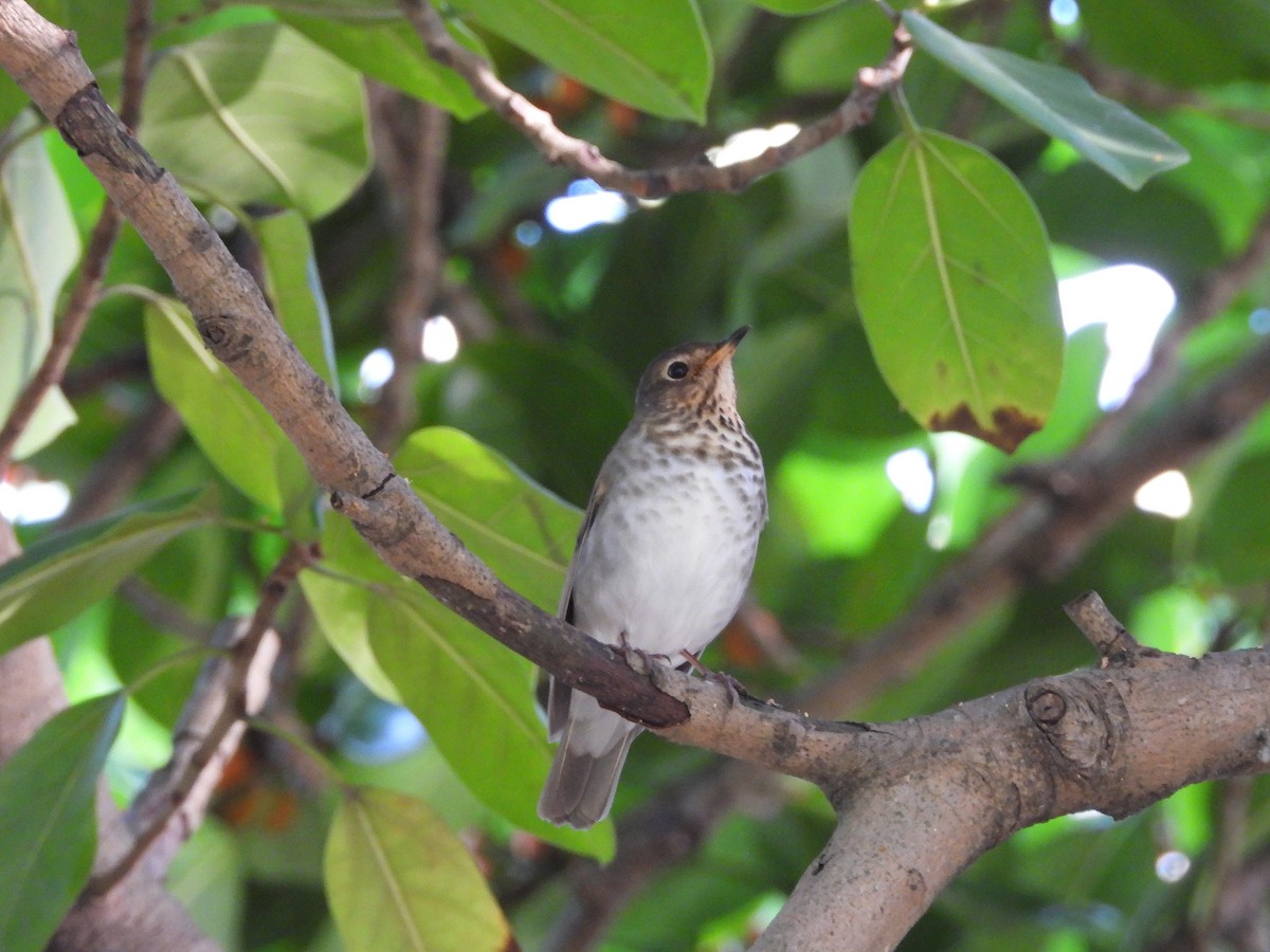 Swainson's Thrush - ML626235469