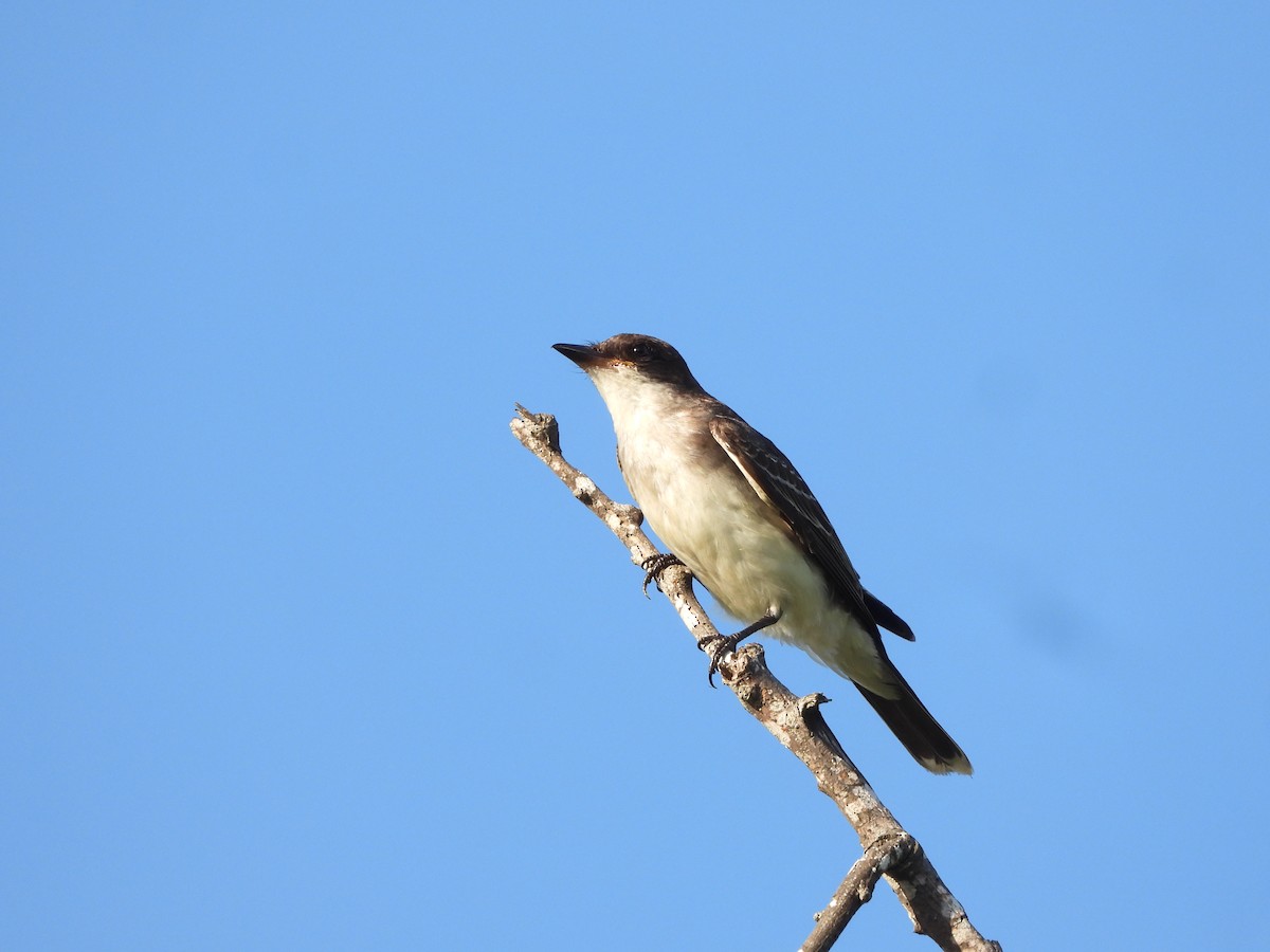 Eastern Kingbird - ML626235472