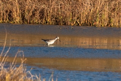 Greater Yellowlegs - ML626235473