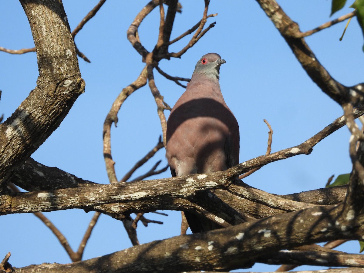 Pale-vented Pigeon - ML626235479
