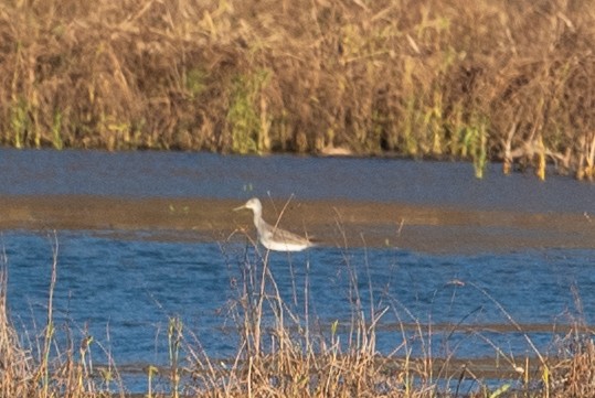 Greater Yellowlegs - ML626235486