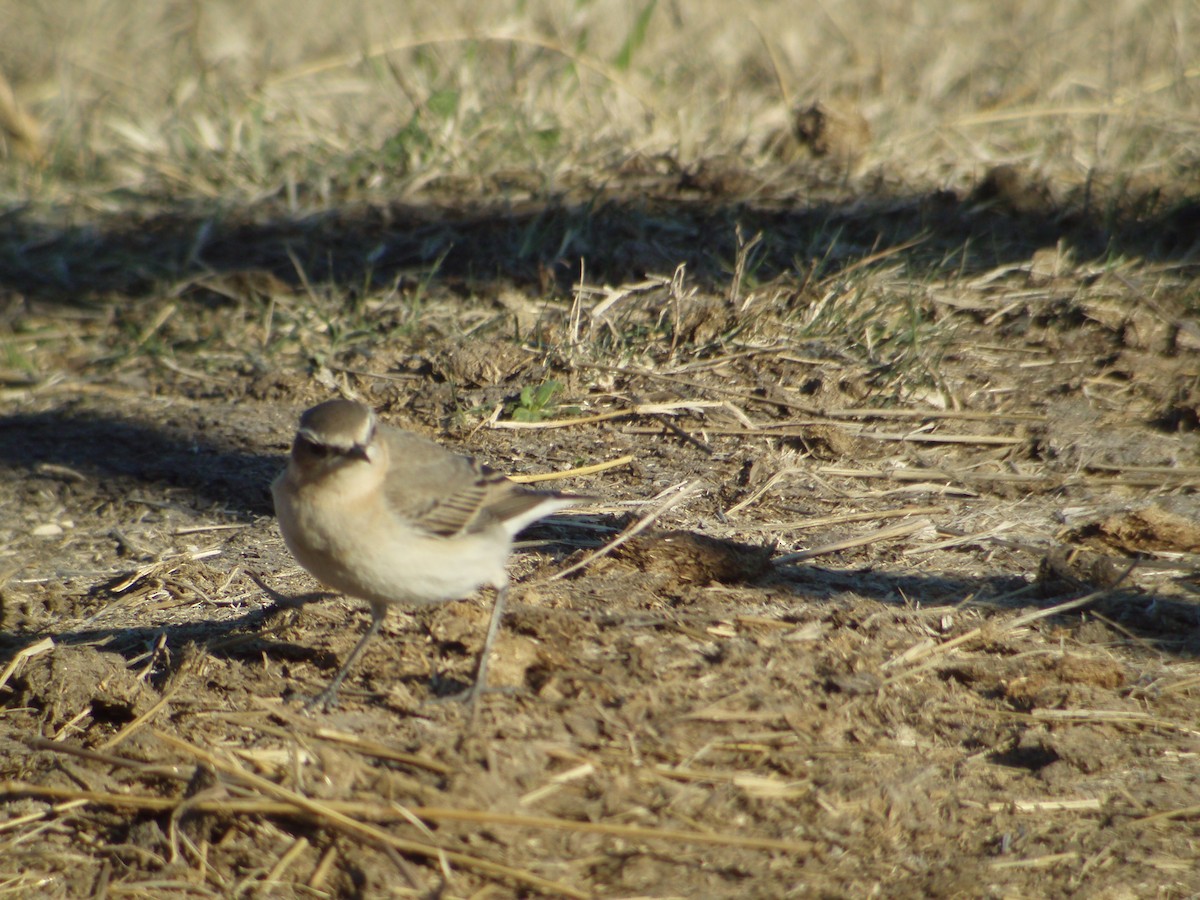 Northern Wheatear - ML626235513