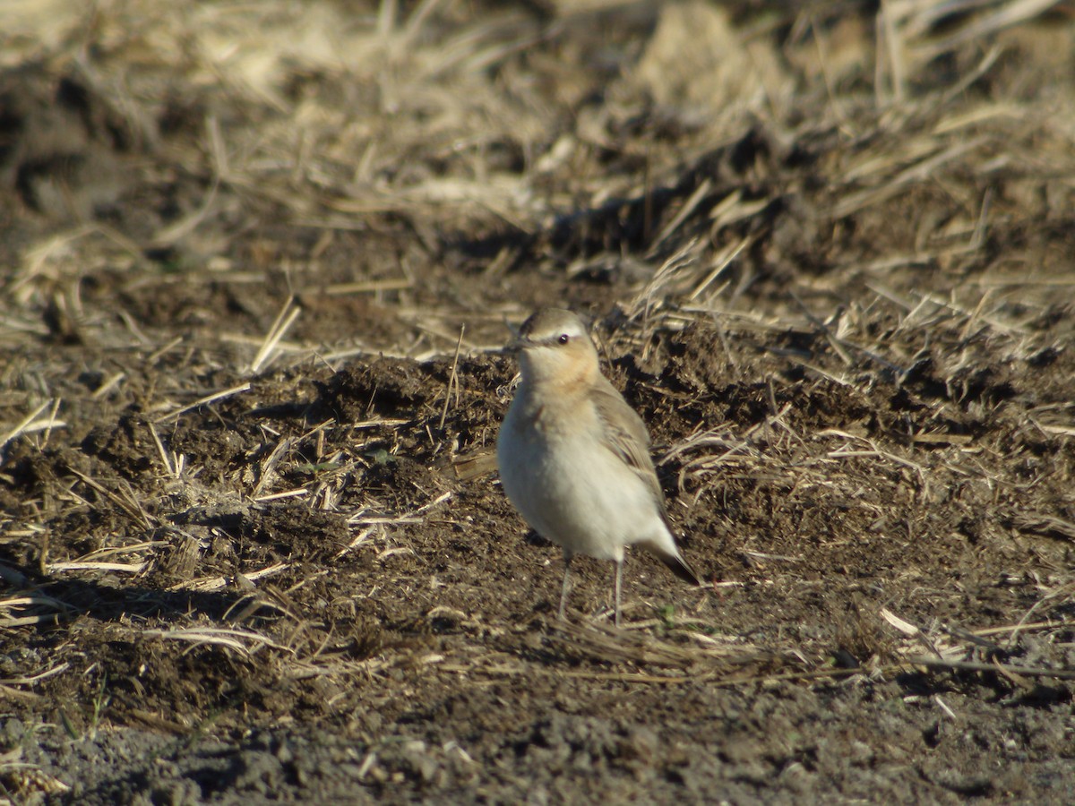 Northern Wheatear - ML626235514