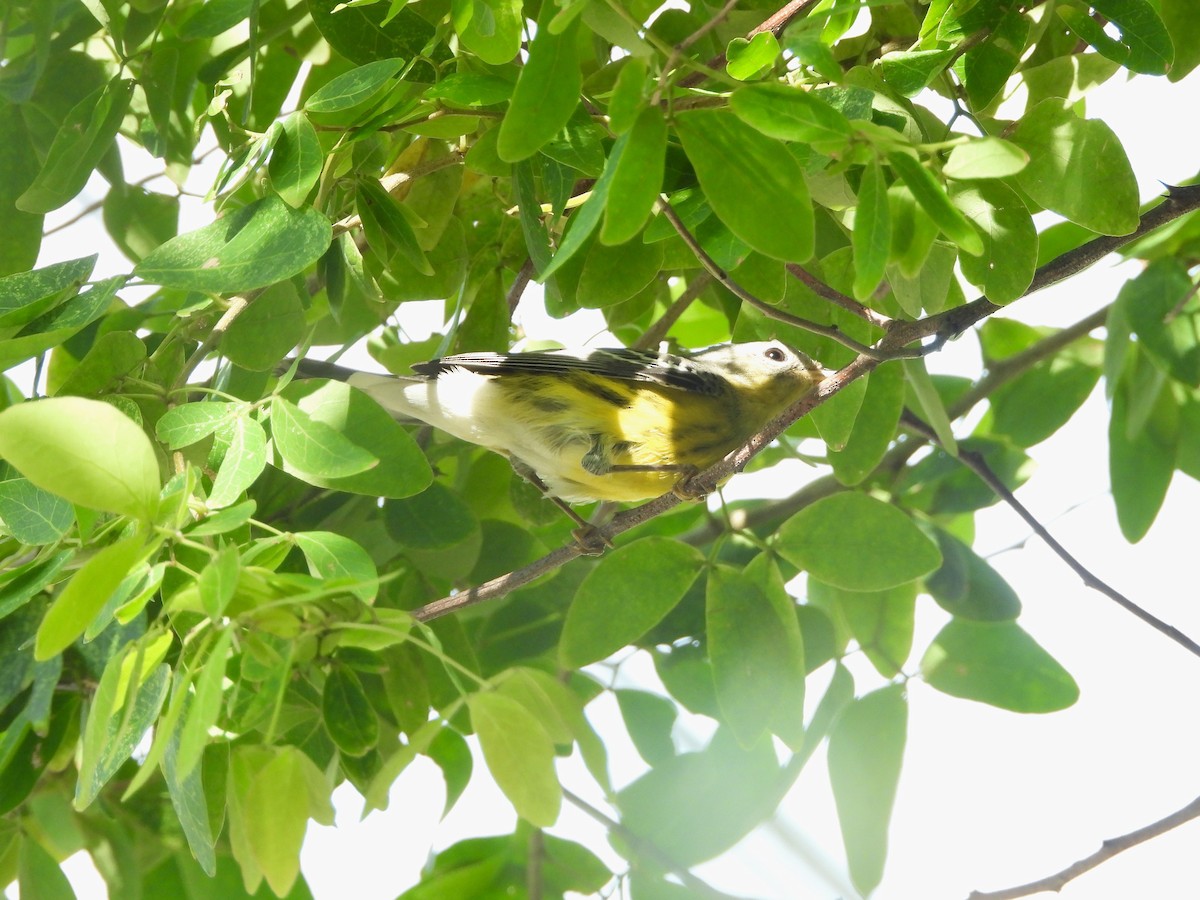 Magnolia Warbler - ML626235543