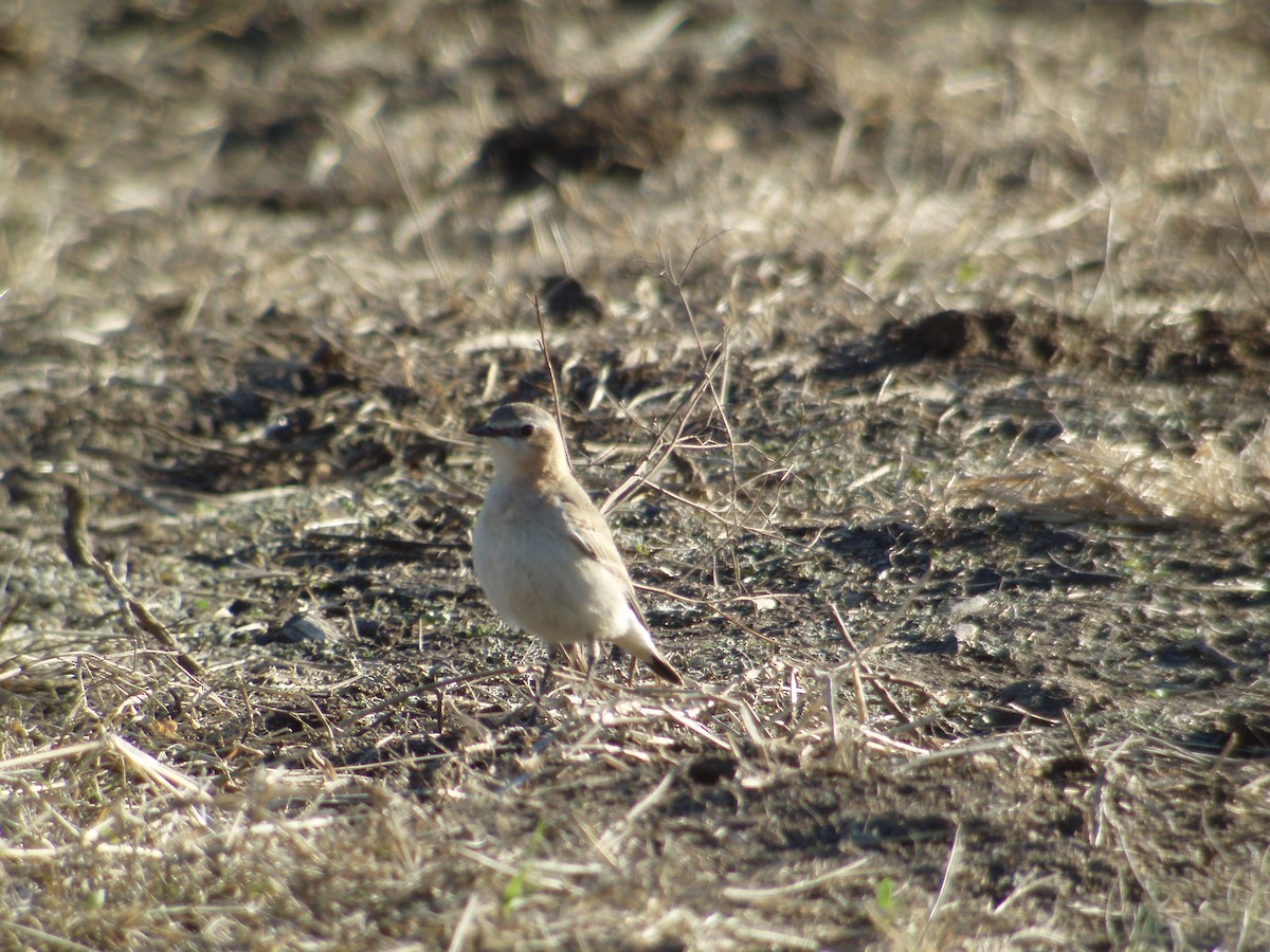 Northern Wheatear - ML626235548