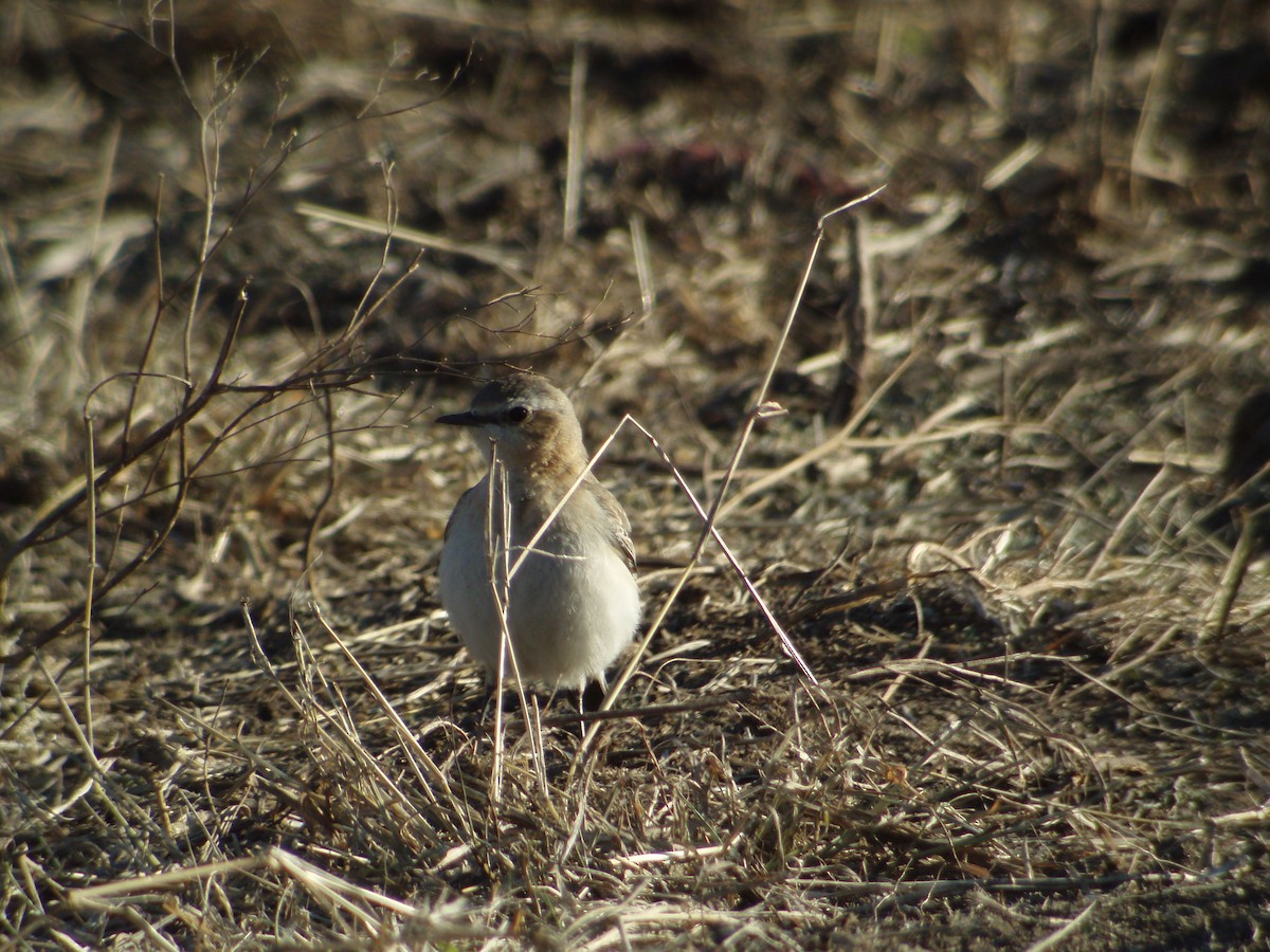 Northern Wheatear - ML626235550
