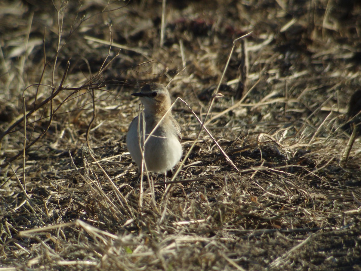 Northern Wheatear - ML626235551