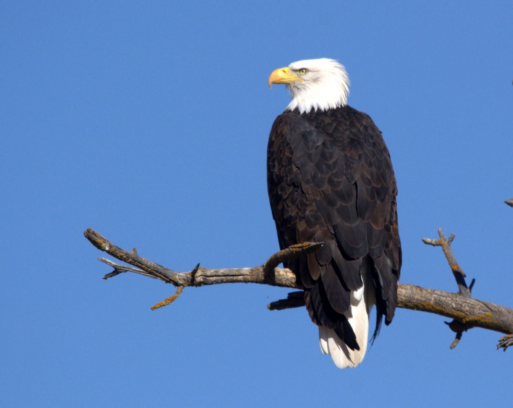 Bald Eagle - ML626235564