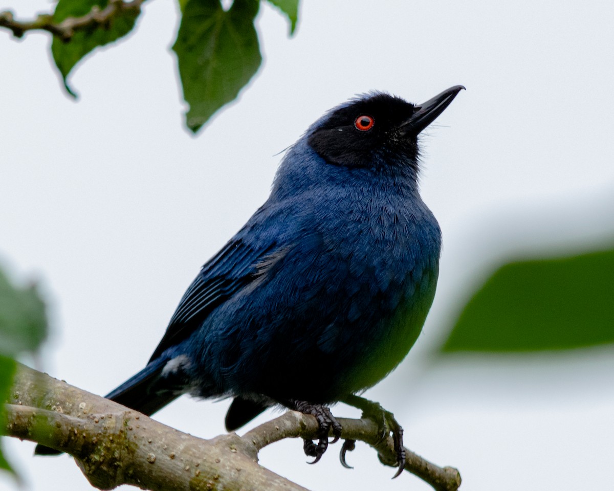 Masked Flowerpiercer - ML626235619