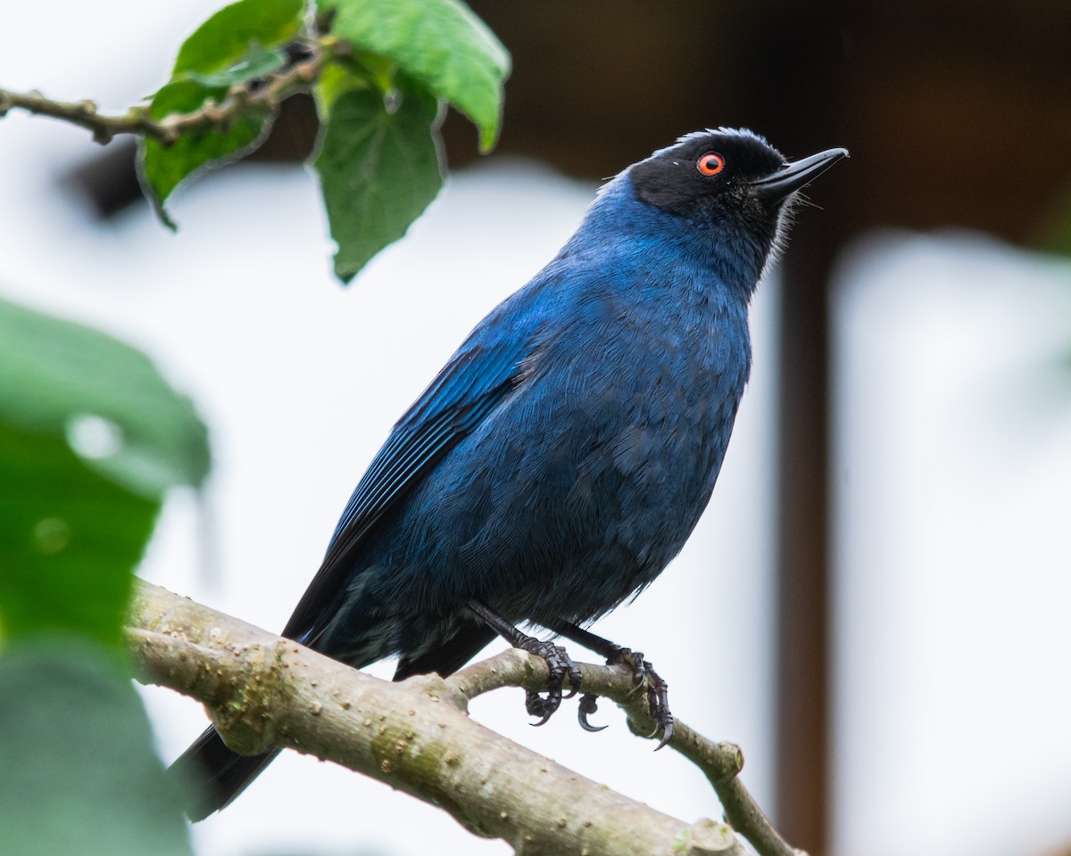 Masked Flowerpiercer - ML626235620