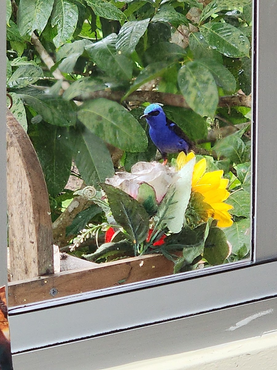 Red-legged Honeycreeper - ML626235716