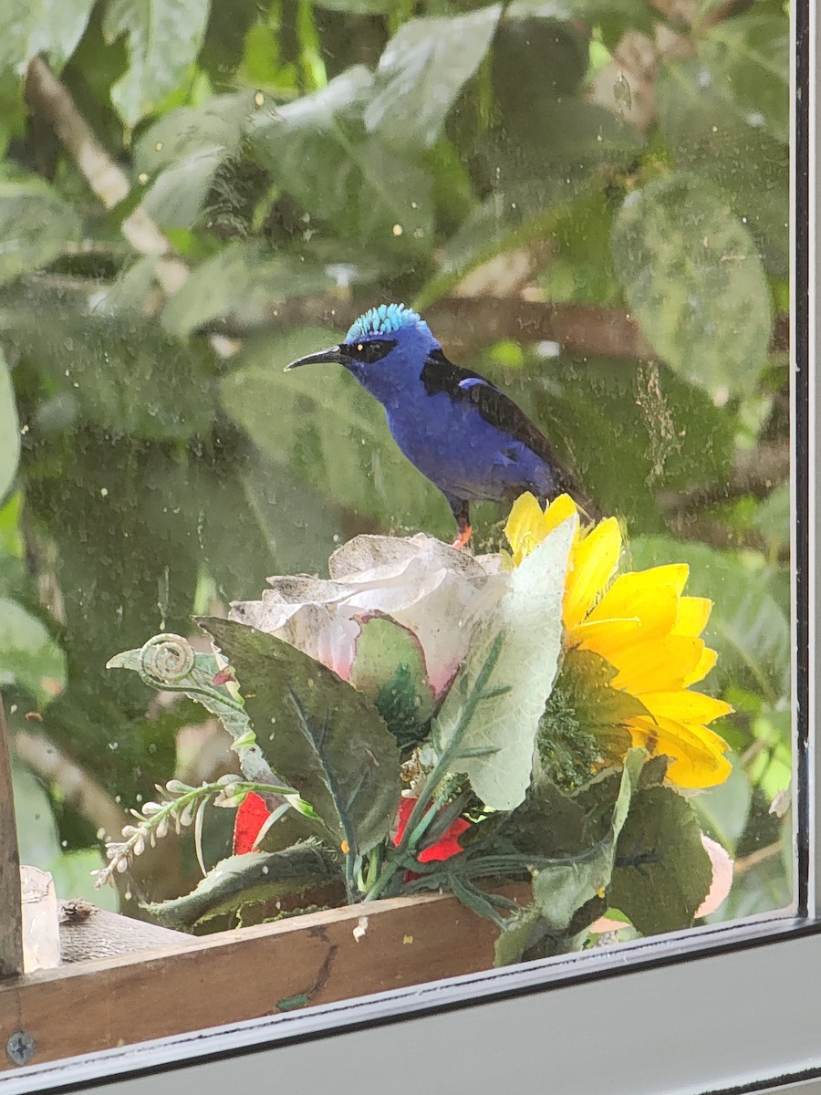 Red-legged Honeycreeper - ML626235717